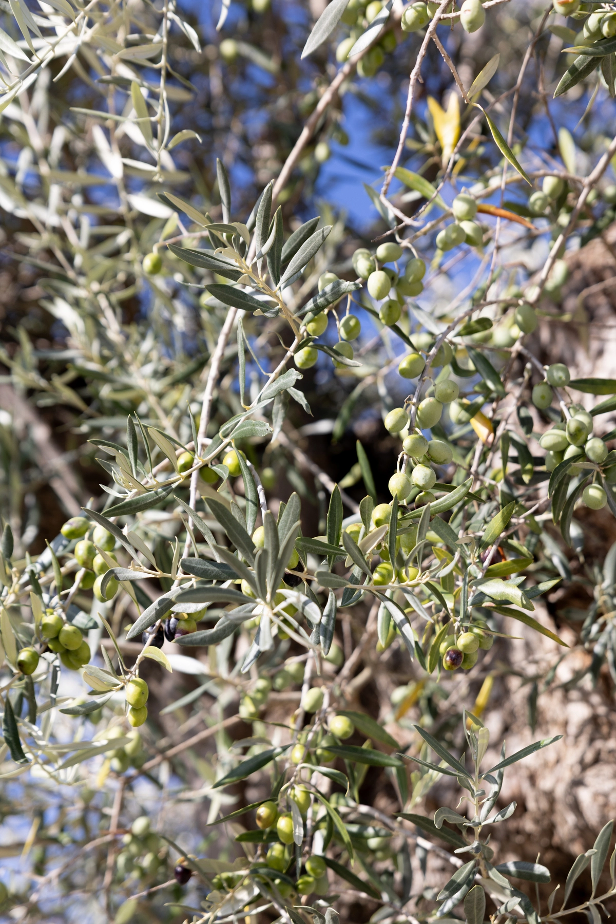 mariage-elegant-moderne-provence-marion-fort-3